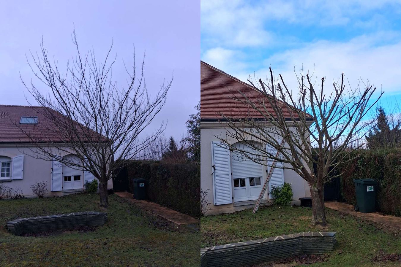 Arbre fruitier avant et après sa taille de structure