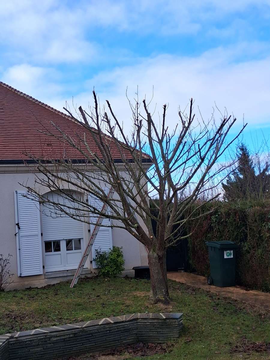 Arbre fruitier après une taille de structure
