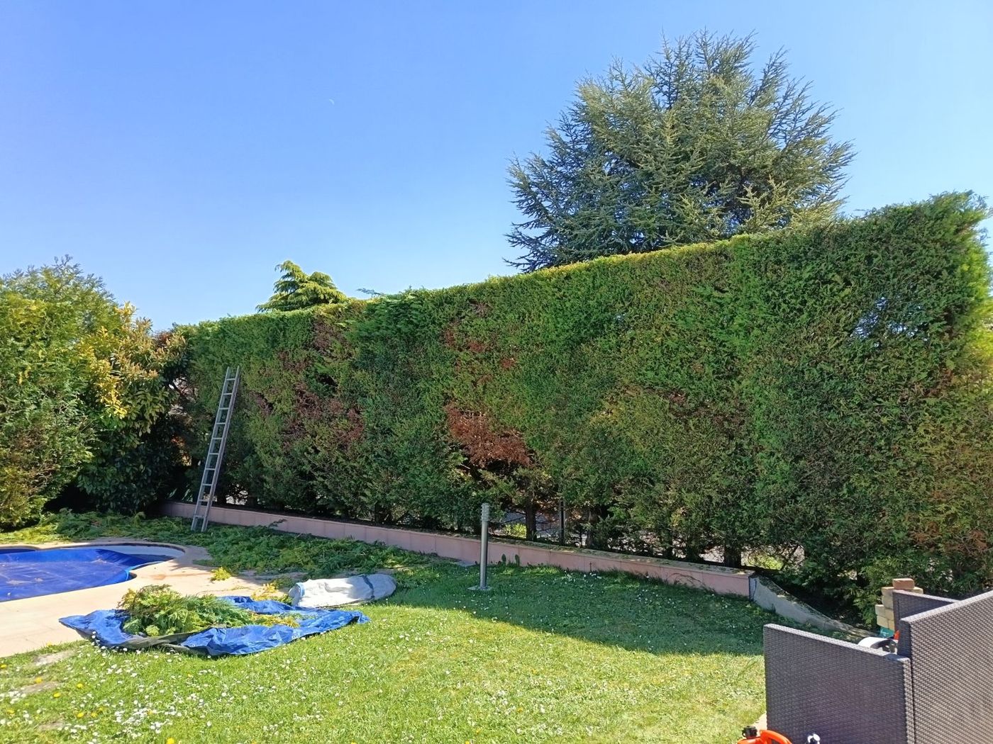Taille en hauteur d'une haie de thuyas, à l'échelle